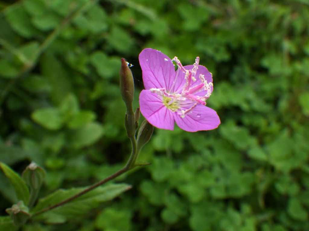 Rose evening primrose